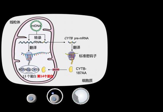 我国科学家首次发现线粒体基因编码第14个蛋白质