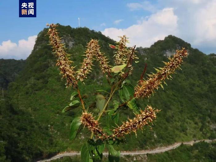 “隐世”80多年 稀有植物凌云龙须藤重现广西