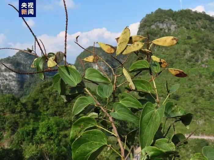 “隐世”80多年 稀有植物凌云龙须藤重现广西