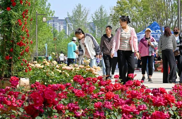 定州市月季周遇上众春园