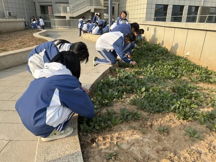 西安市航天城第二中学“飞天农场”春耕劳作忙