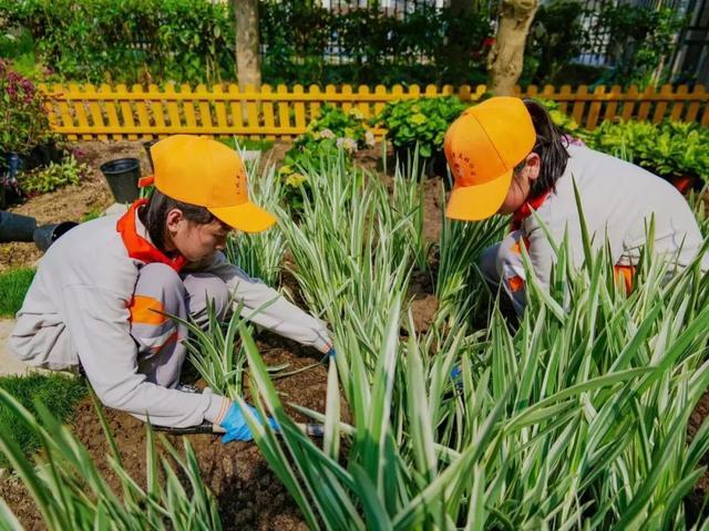 推窗见“花海”，这座小花园成为孩子们的第二课堂！