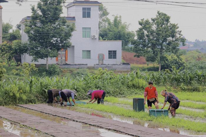 “镇”兴183⑯ | 泸县方洞镇：从“正方形”到“长方形”，这里的水稻种植为何变了队形？