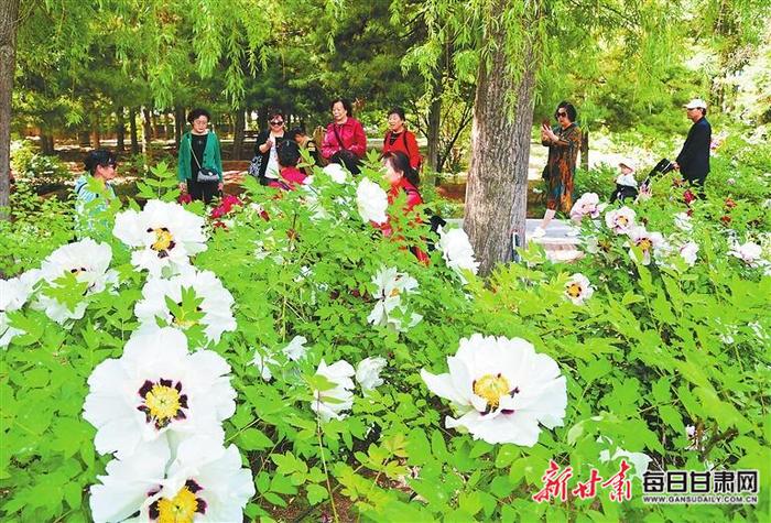 【图片新闻】兰州植物园里牡丹争奇斗艳 吸引游客观赏