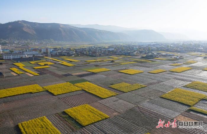 油菜花开十里香 岷县田园处处景