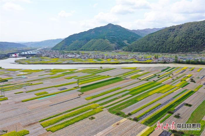 油菜花开十里香 岷县田园处处景