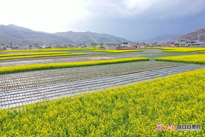 油菜花开十里香 岷县田园处处景