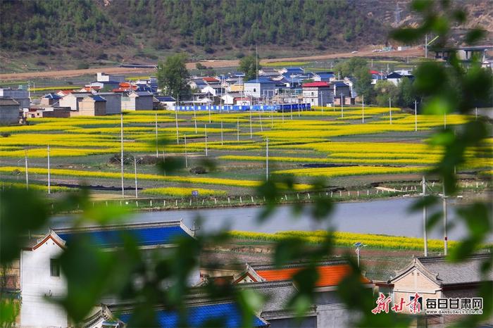 油菜花开十里香 岷县田园处处景