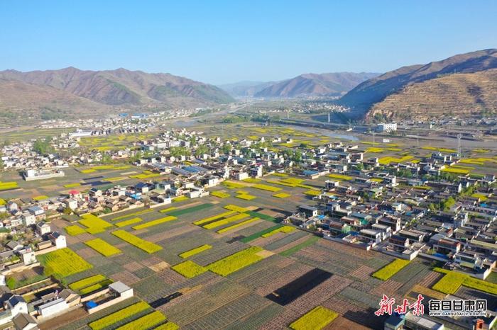 油菜花开十里香 岷县田园处处景