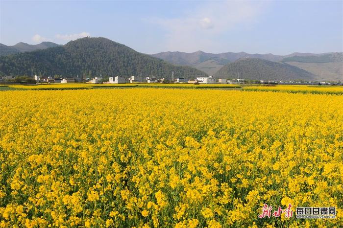 油菜花开十里香 岷县田园处处景