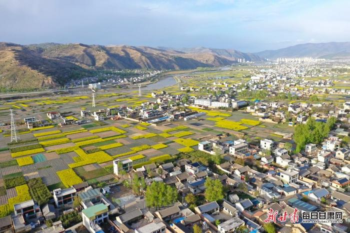 油菜花开十里香 岷县田园处处景