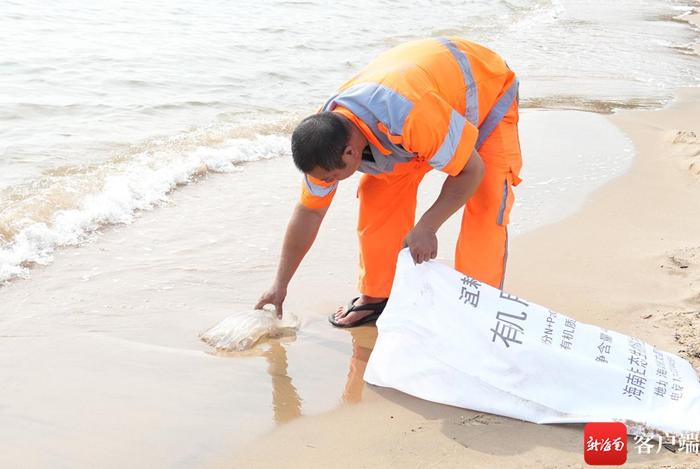 原创组图丨海口西海岸烈楼港海滩附近出现海蜇 谨防蜇伤