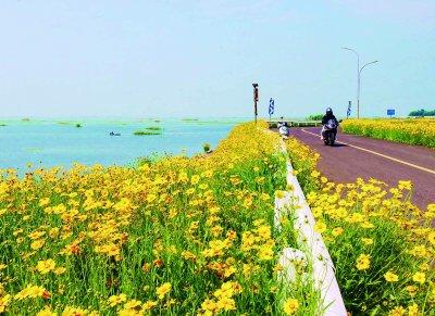 石臼湖畔 金色花带赏心悦目