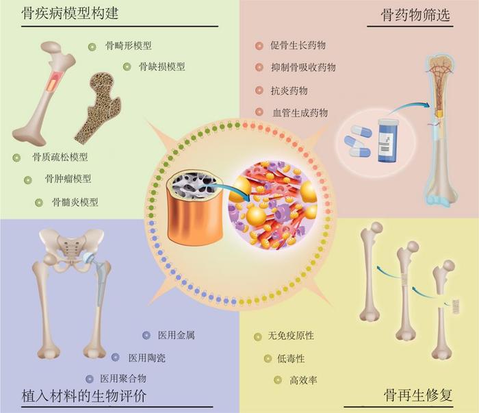 上海大学团队制备出“骨类器官”，将为骨科手术带来革命