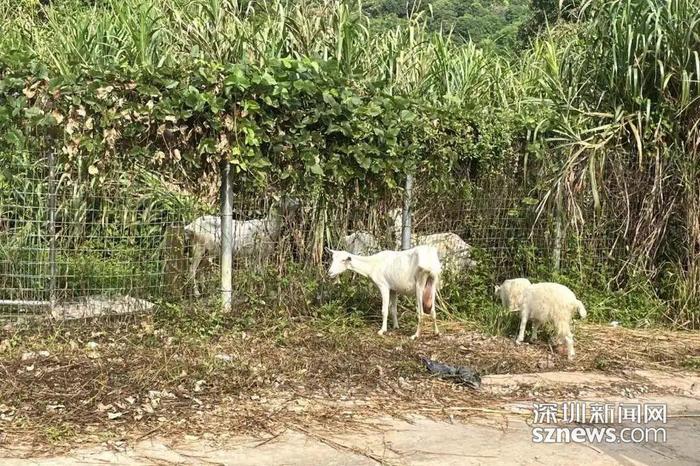 无证饲养8头奶山羊产奶售卖 坪山区检察院：不诉≠不罚