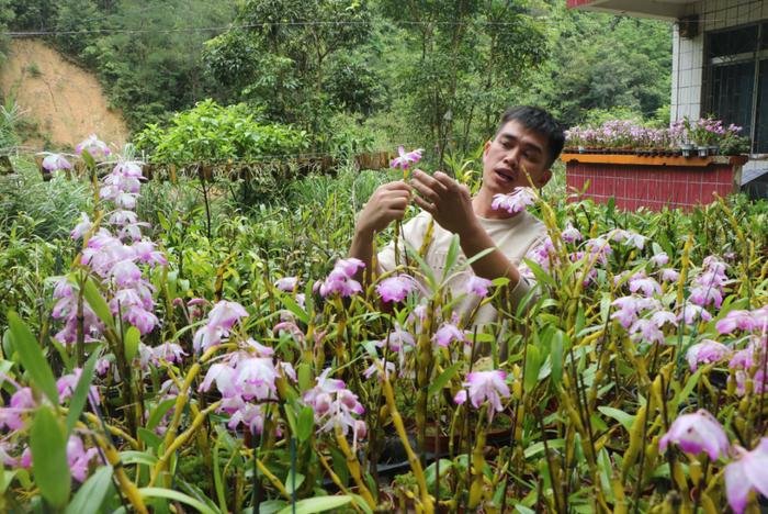 清远一花农种这种小花，一年营收30万元！