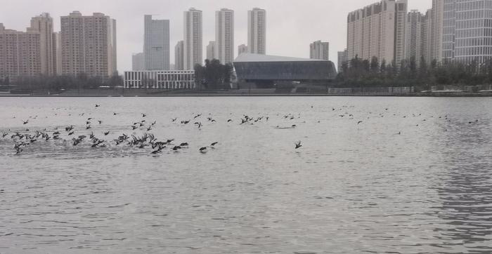 C视频·问政四川丨成都怡心湖水草越来越“秃”，市民质疑管护不当，真相是……