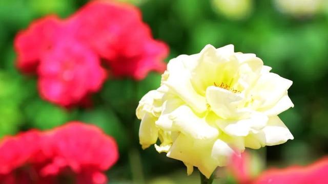 这是一条自带香味的推文！分享给你两条静安“五月花神”赏花路线→