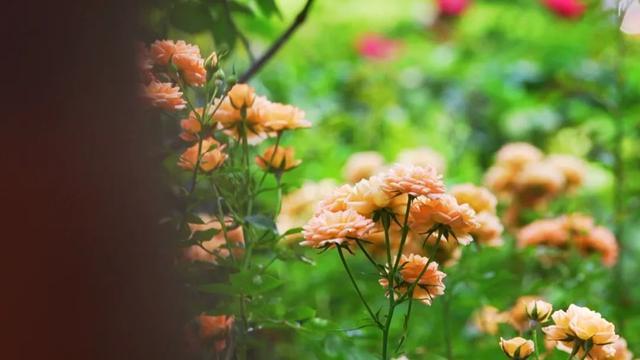 这是一条自带香味的推文！分享给你两条静安“五月花神”赏花路线→