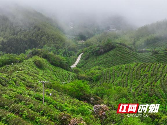 一片叶子撬动一条产业链 看南岳云雾茶的前世今生