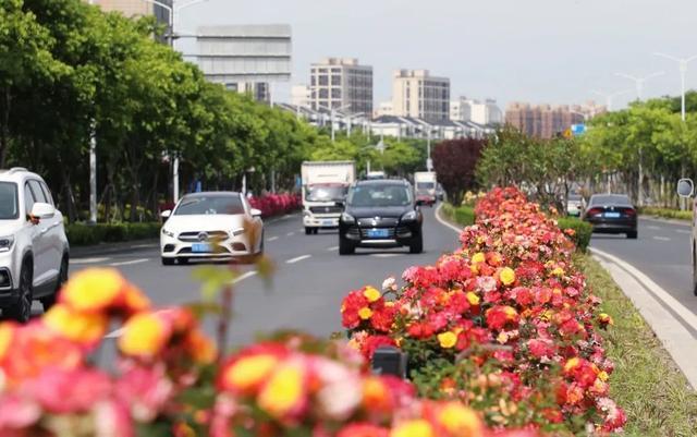 奉贤全城月季花开，这场视觉盛宴你看到了多少？