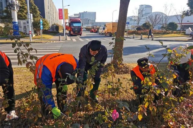 奉贤全城月季花开，这场视觉盛宴你看到了多少？