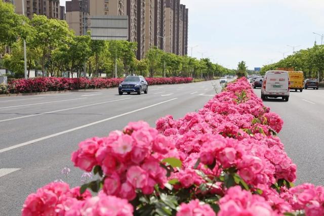 奉贤全城月季花开，这场视觉盛宴你看到了多少？