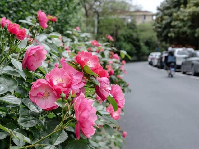 奉贤全城月季花开，这场视觉盛宴你看到了多少？