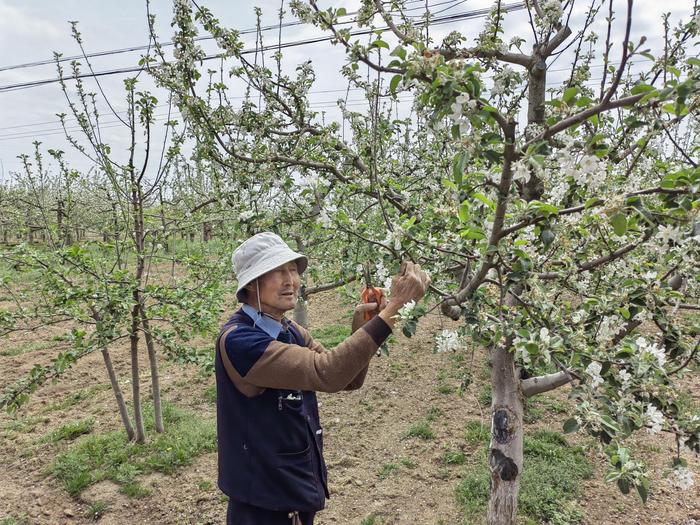 平凉泾川：全力推动现代特色农业产业链建设