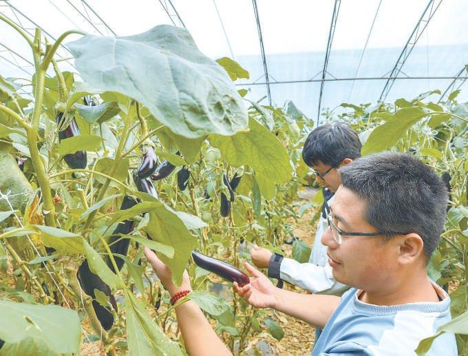 新发地“蔬菜大王”扎堆儿衡水种菜