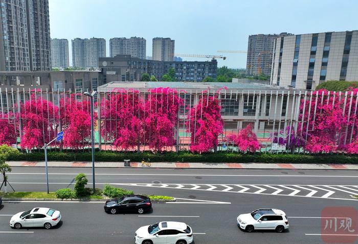 C视频丨五月天 成都街头三角梅花开成瀑