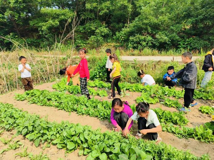 体验多彩实践   乐享劳动课堂 ——竹园小学开展劳动实践教育活动总结