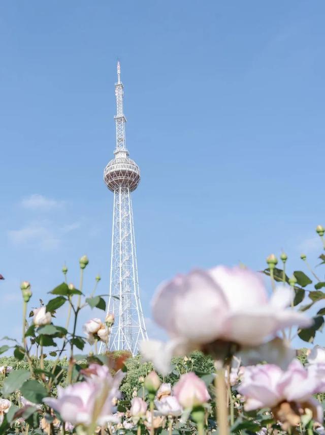 奉贤全城月季花开，这场视觉盛宴你看到了多少？