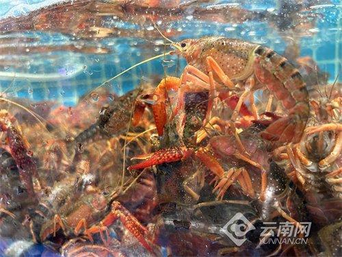 冲上热搜！全国多地小龙虾降价 昆明市场情况……