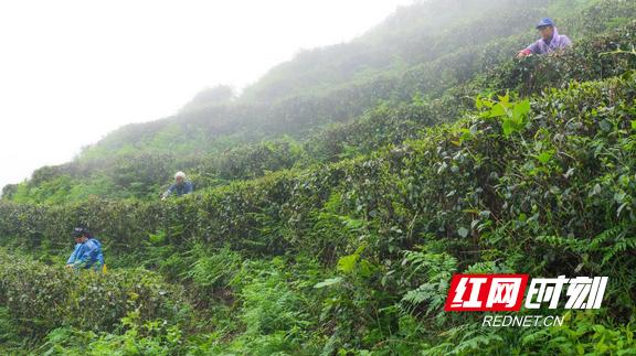 一片叶子撬动一条产业链 看南岳云雾茶的前世今生