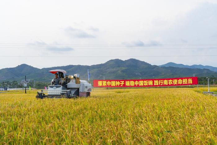 亩产551.7公斤！南农香稻新品种“京粳香8号”在三亚首种示范成功