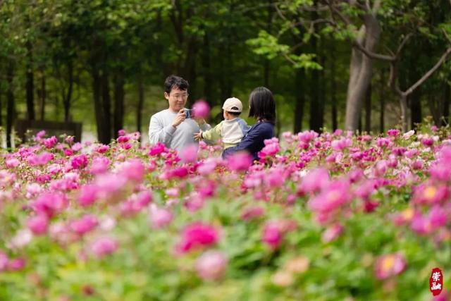 母亲节怎么过？崇明文旅喊你“带着妈妈来旅行”