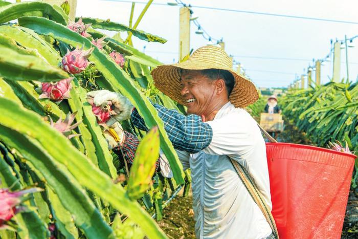 海口东山现代农业产业示范园火龙果迎来采摘季