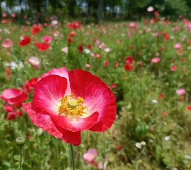 母亲节怎么过？崇明文旅喊你“带着妈妈来旅行”