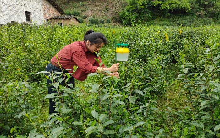 加强病虫害监测  助力茶园绿色防控