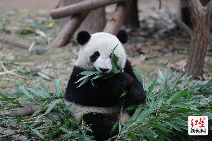 大熊猫吃竹子教程？《你不知道的大熊猫》带你解锁更多滚滚的秘密