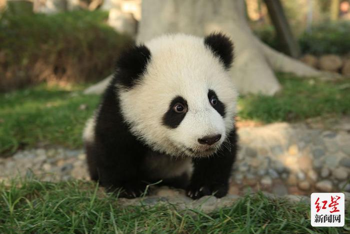 大熊猫吃竹子教程？《你不知道的大熊猫》带你解锁更多滚滚的秘密