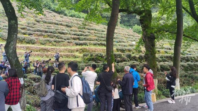 杭州九溪来了猫头鹰一家，树下架起近百个“长枪短炮”，有人通宵蹲守，有人从台州赶来，景区派专人值班守护