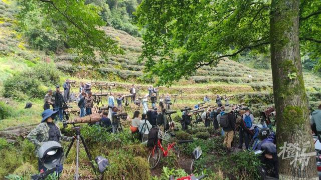 杭州九溪来了猫头鹰一家，树下架起近百个“长枪短炮”，有人通宵蹲守，有人从台州赶来，景区派专人值班守护