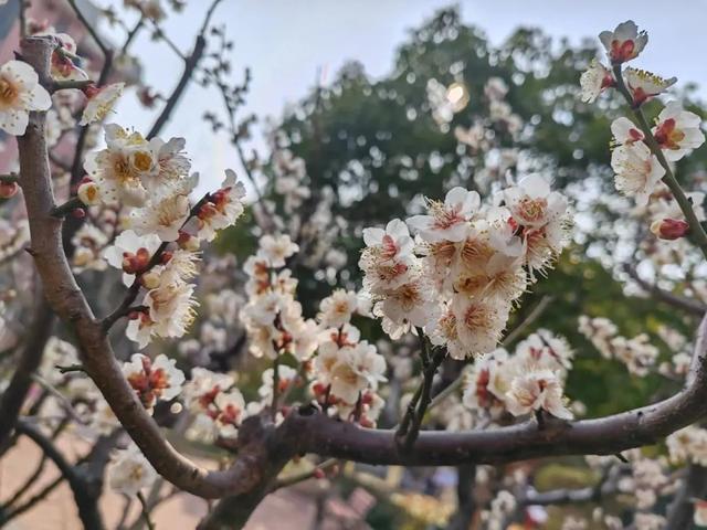 推窗见绿、出门见景、四季有花！金山这里的居民共赏花之美景