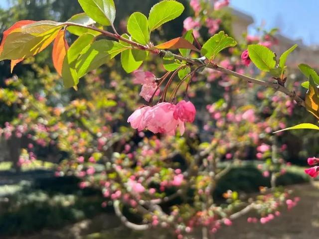 推窗见绿、出门见景、四季有花！金山这里的居民共赏花之美景