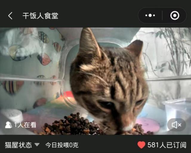 连续5年“匠心”治理流浪猫，汇龙社区打造宠物友好新样板