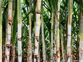 夯实蔗糖战略性产业基础–崇左市甘蔗产出效益低原因分析