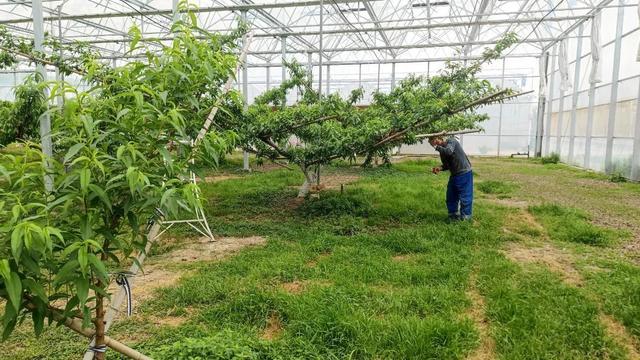 三分田七分管，哈玛匠果园“以疏促优”贯彻科学种植理念