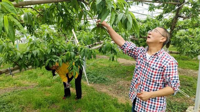 三分田七分管，哈玛匠果园“以疏促优”贯彻科学种植理念